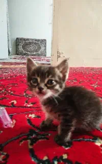 گربه
