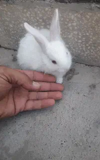 بچه خرگوش صدفی