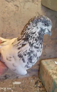 کفتر پرشی مایه کفتر