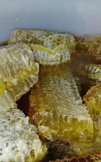 عسل محلی صددر صد طبیعی