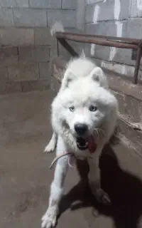 سگ هاسکی سامویید ماده هشت ماهه