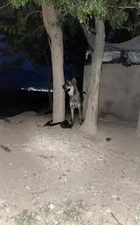 پژدر نر درجه یک
