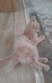 گربه اسکاتیش پرشین
