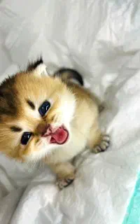 گربه های خاص و زیبا