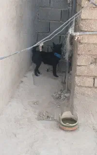 فروش دوعددسگ