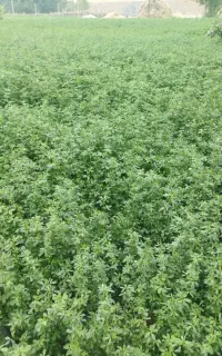 یونجه چین دوم
