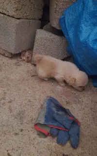 واگذاری پامر