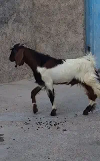 دوتا کهره