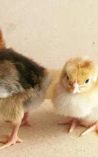 جوجه گلپایگان یک هفته