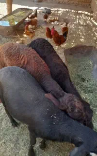 سه راس بره قوچ غزل افشار
