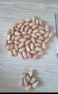 پسته دامغان خندان امساله