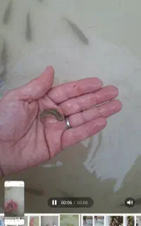 بچه ماهی آمور و کپور