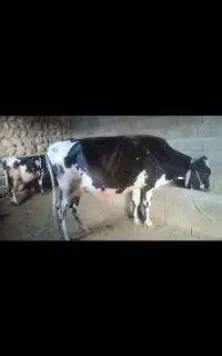 گاو وگوساله