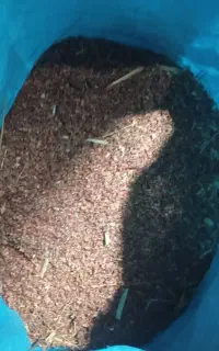 بذر جارو