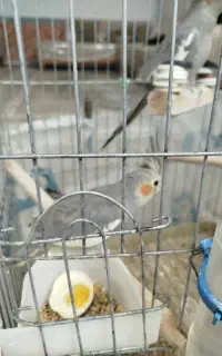 پرنده ـ عروس هلندی