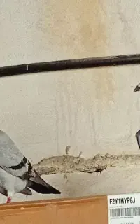 حرف ندارن