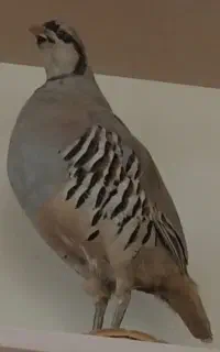 مجسمه