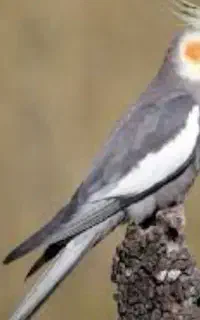 عروس هلندی