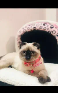 اسکاتیش ماده