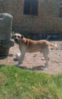 سگ عراقی