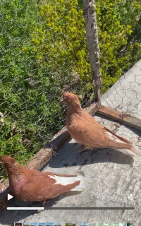 سرخ دم سفید