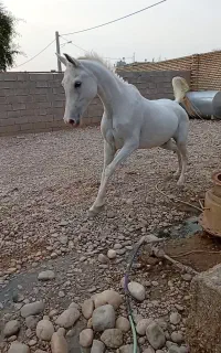 اسب مادیان
