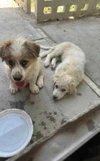 سگ گمشده