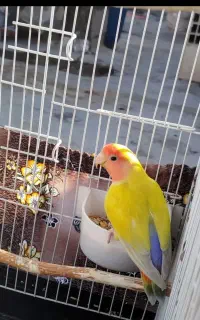 گمشده