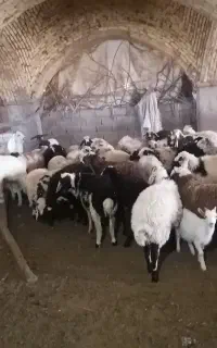 فروش بره