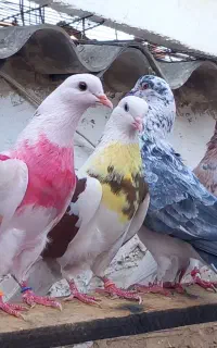 کفتر پرشی