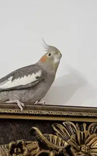 عروس هلندی