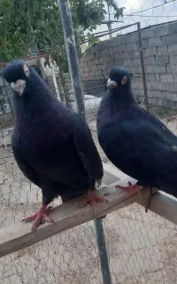 یک جفت صرب تسو