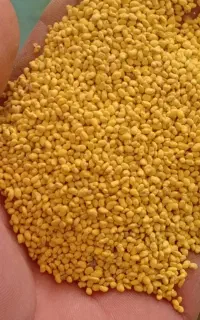 بذر یونجه کوتین