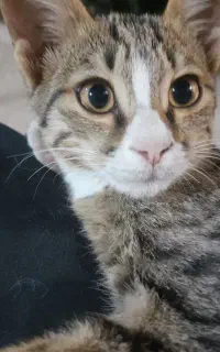واگذاری گربه ماده خرخرو