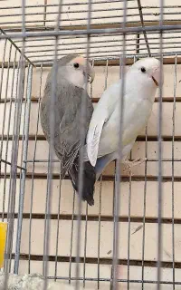 جفت طوطی کتوله رنگ خاص