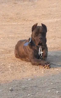 سگ کنکورسو ماده