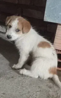 سگ پاکوتاه
