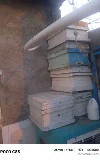 کندو درحد نو و فروش بچه زنبور