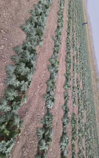 کدو خورشتی عمده تناژ فقط