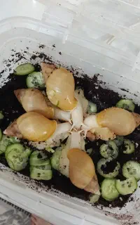 حلزون نژاد آچاتینا