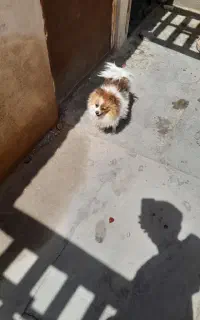 پامر ماده