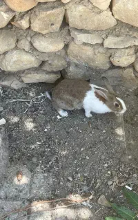 ۶ عدد خرگوش