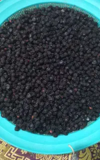 آلبالو خشک درجه یک