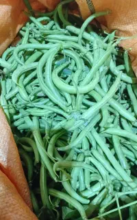 لوبیا سبز گوشتی