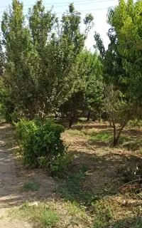 باغ ویلا حسن آبادکمالوند