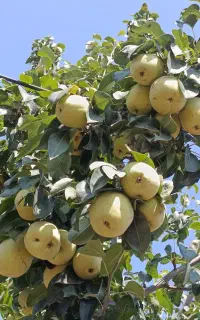 گلابی ترد