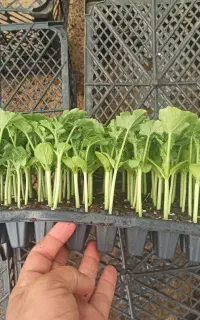 فروش نشاء هندوانه گرد معمولی