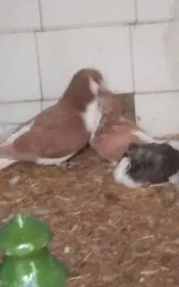 سلام‌وقت‌بخیریک‌عددکبوتر