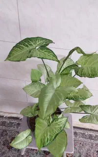 سنیگونیوم