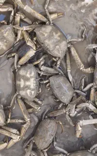 کرنجال تازه